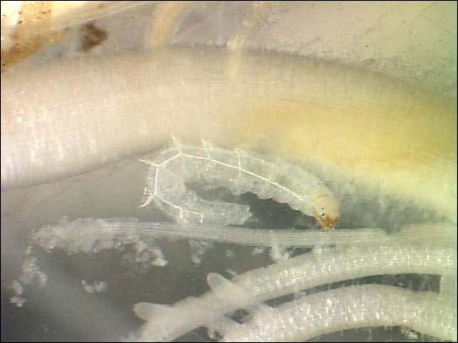 Rice Water Weevil Larvae