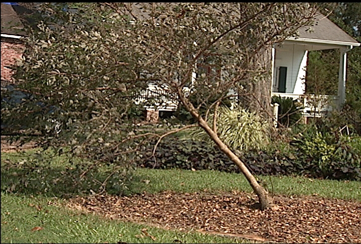 Try to salvage young trees