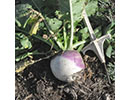 turnip crop
