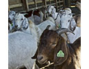 savannah goats