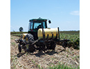 grain sorghum ratoon cropping