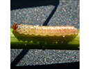 sugarcane borer
