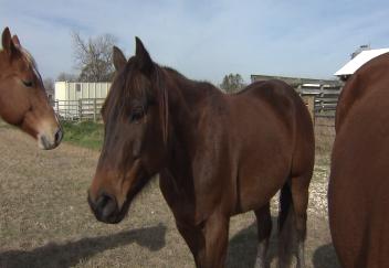 Caring for horses in winter