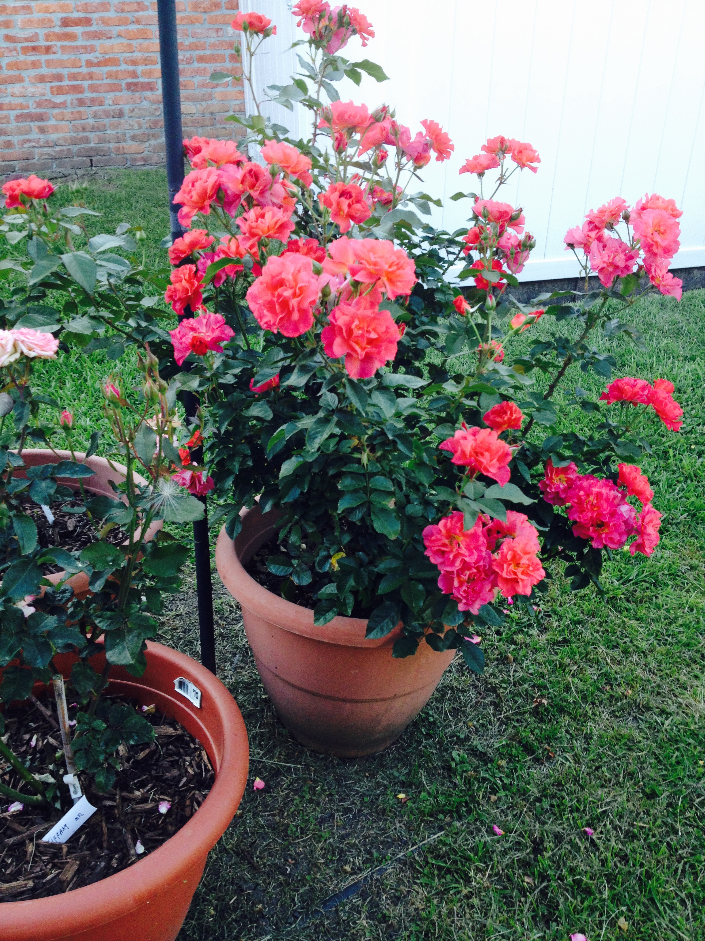 Cinco de Mayo named 2016 Gulf District Rose of the Year