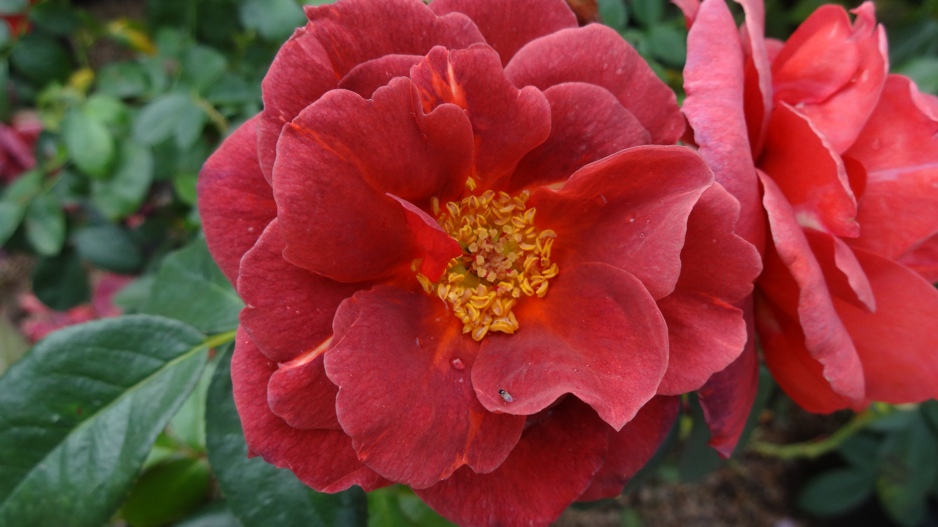 Cinco de Mayo blossom