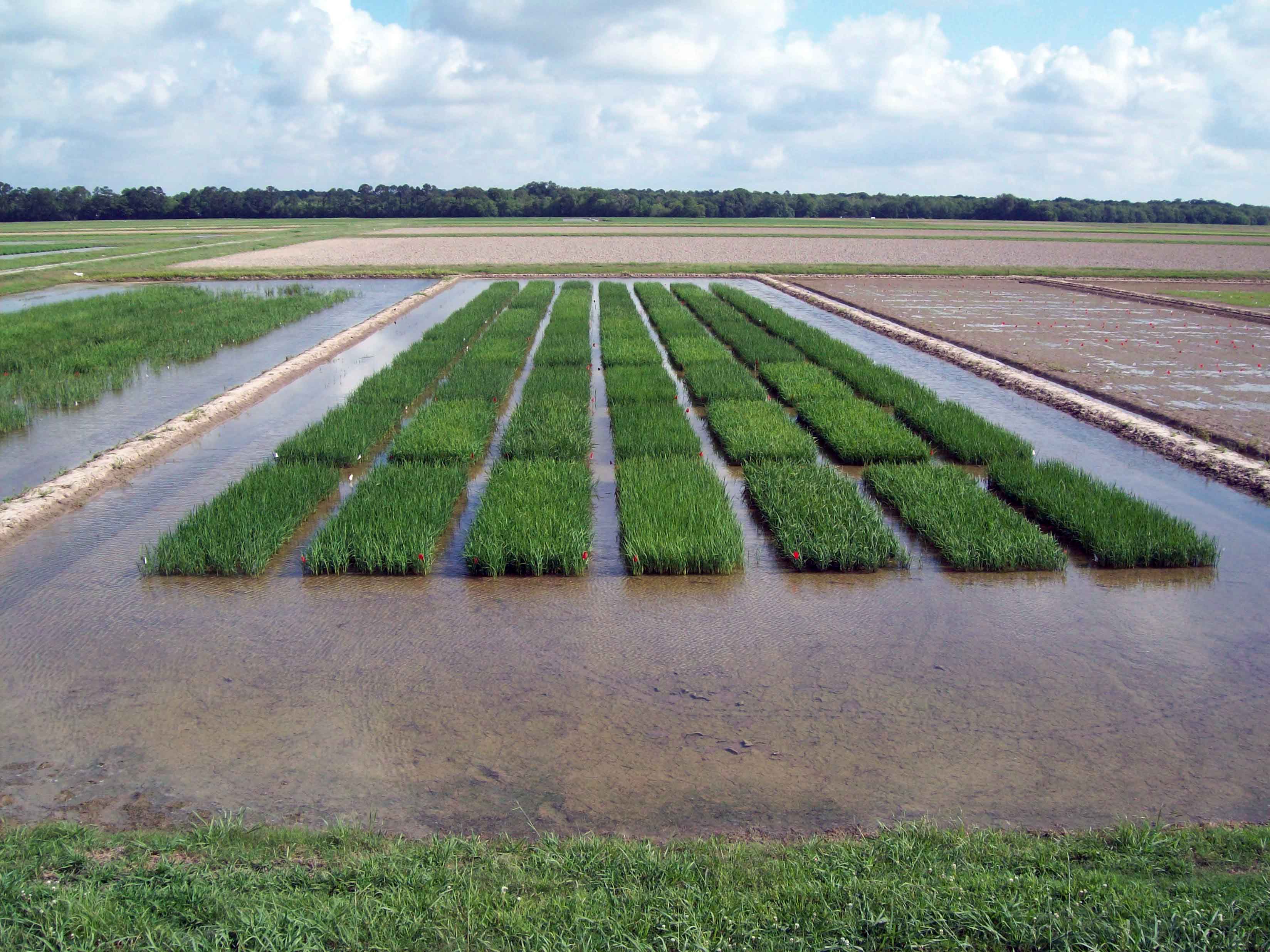 New Methods to Evaluate Optimum Rice Planting Date