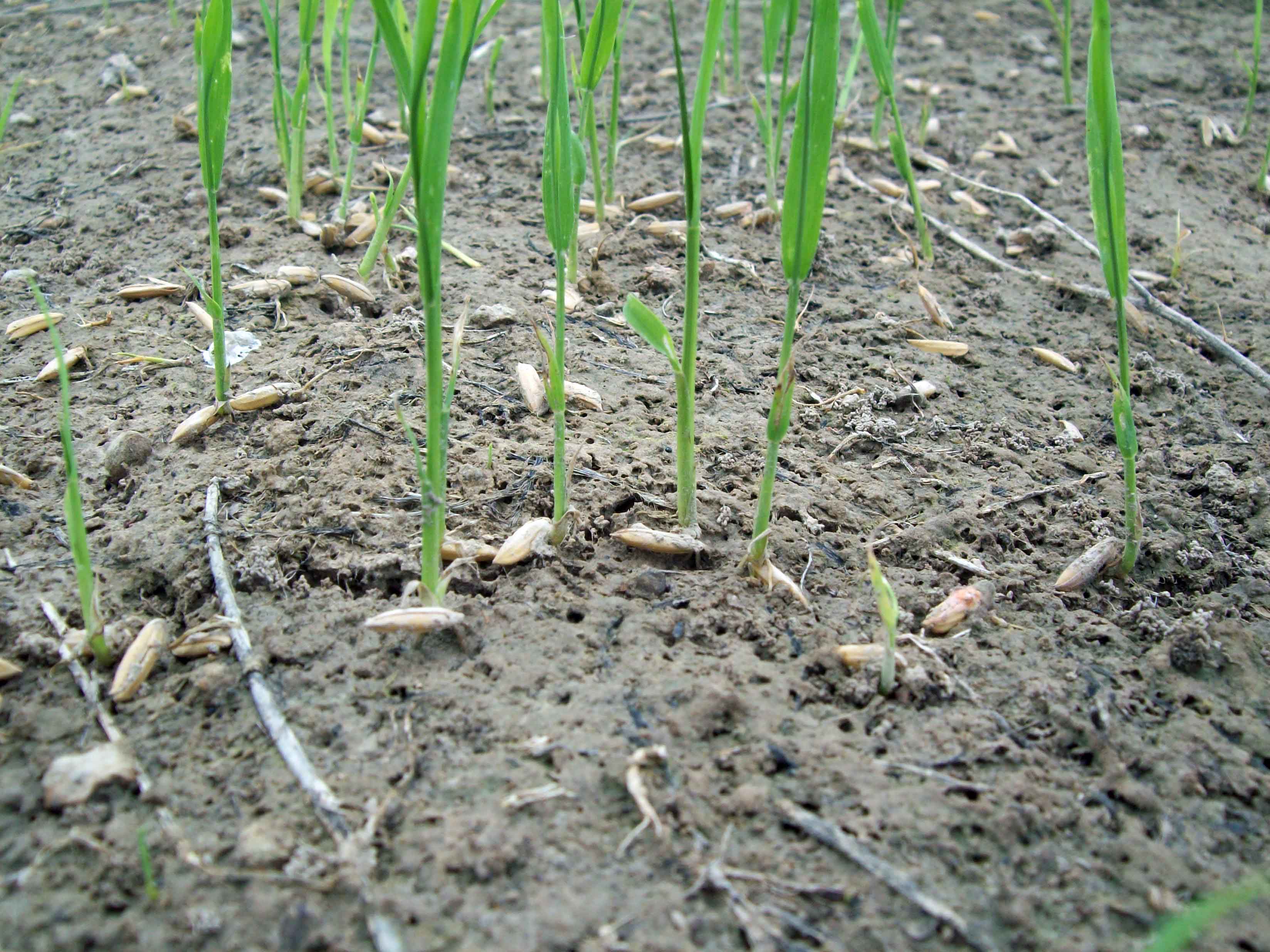 water-seeding rice