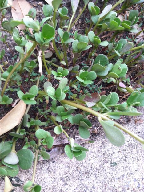 Purslane