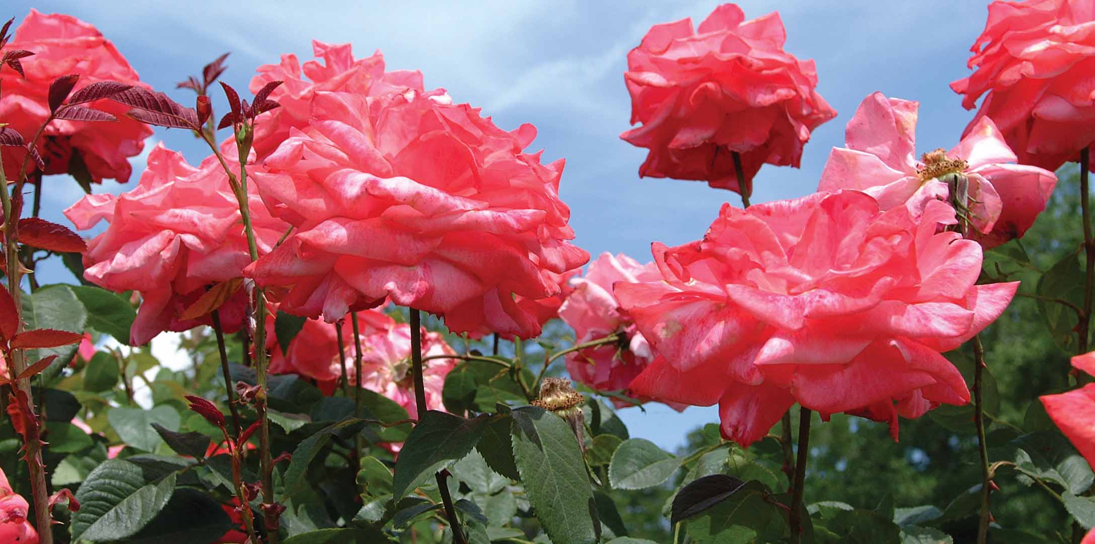 Rose Research Expands
