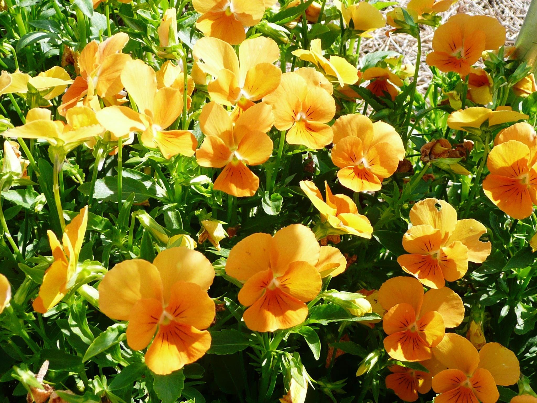 Choose plants for cool-season color