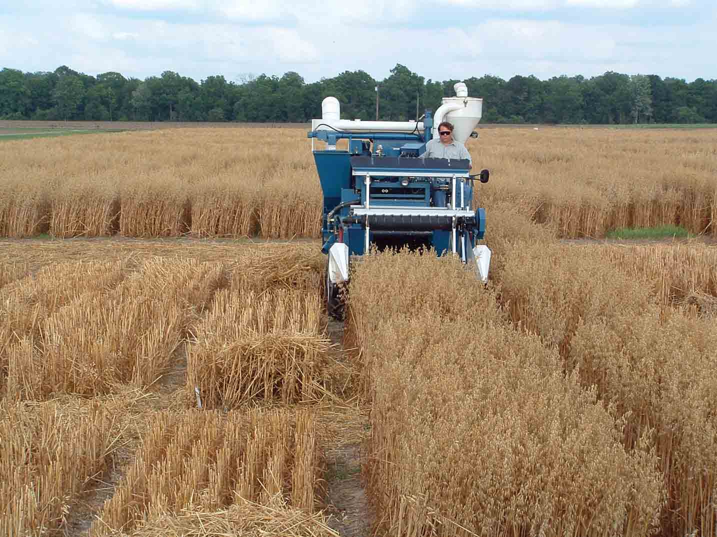Kelly Arceneaux, research associate, cuts oats with a combine