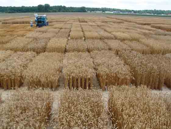 grain plots