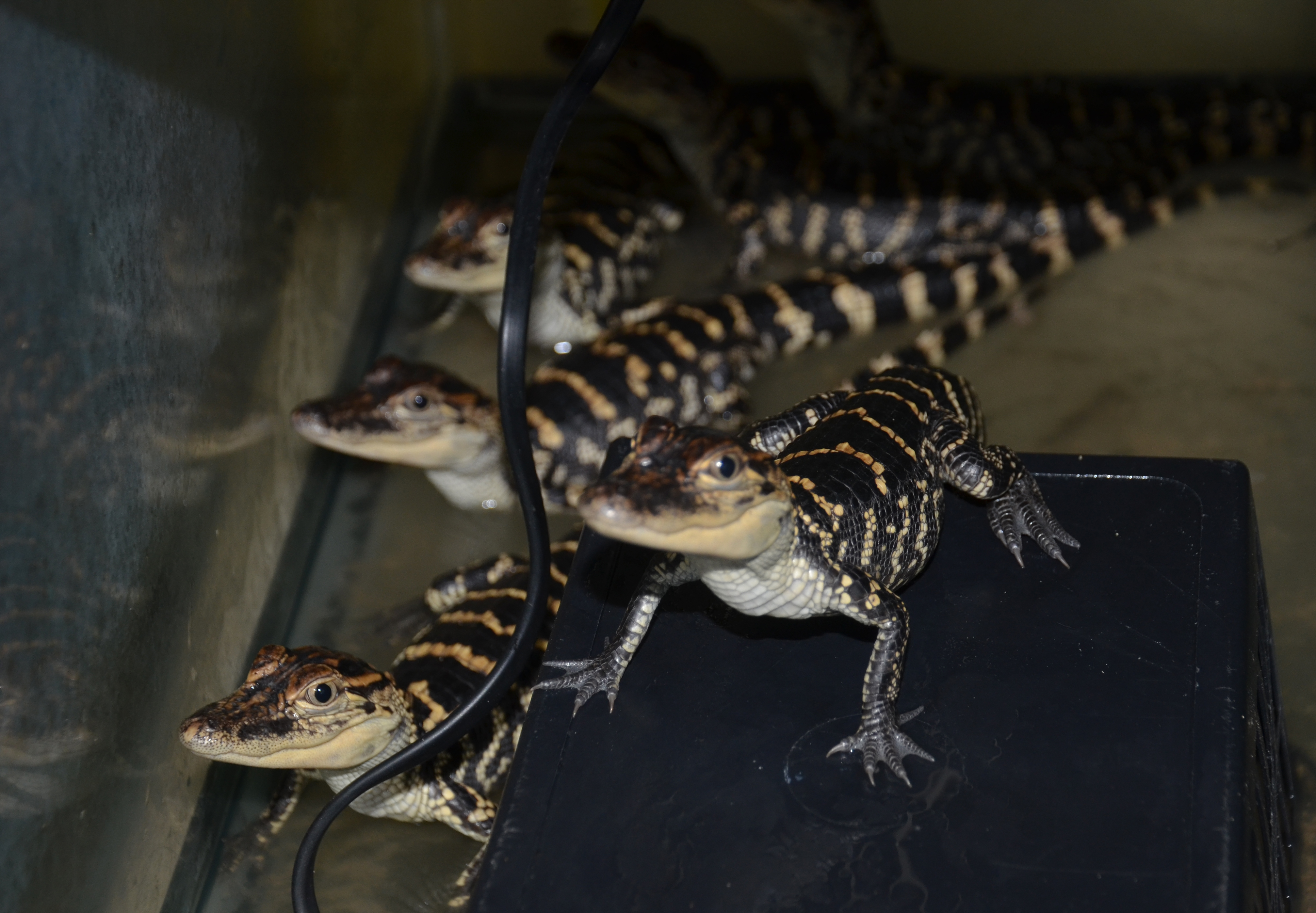 New grant funds AgCenter alligator research