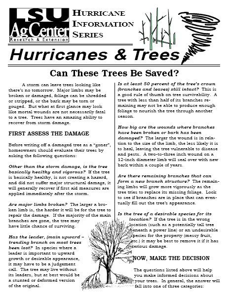 Hurricane Information Series: Can These Trees Be Saved?