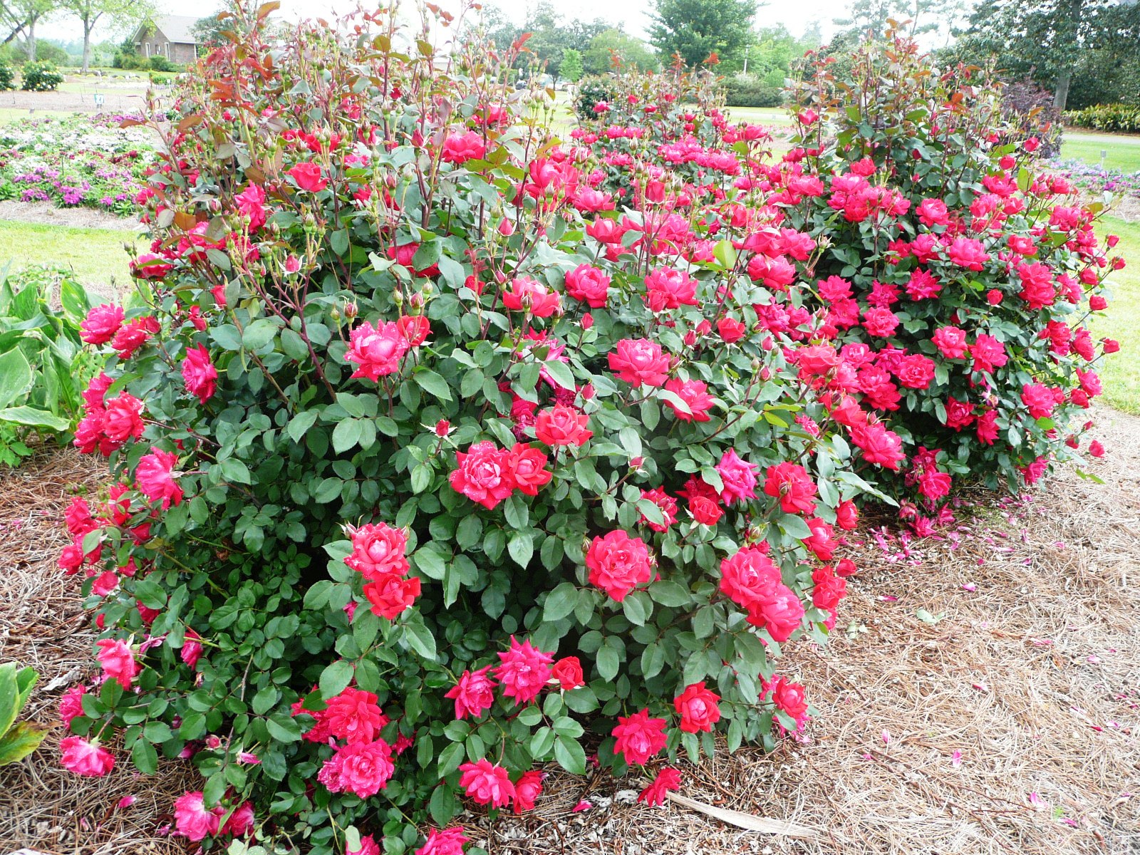 Roots, Shoots, Fruits & Flowers: Knockout Roses, Live Oak Acorns, Cool Season Flowers, & Ailing Blackberry Plant 