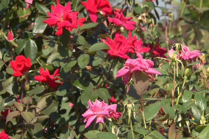 Prune Knock Out roses to improve fall blooms