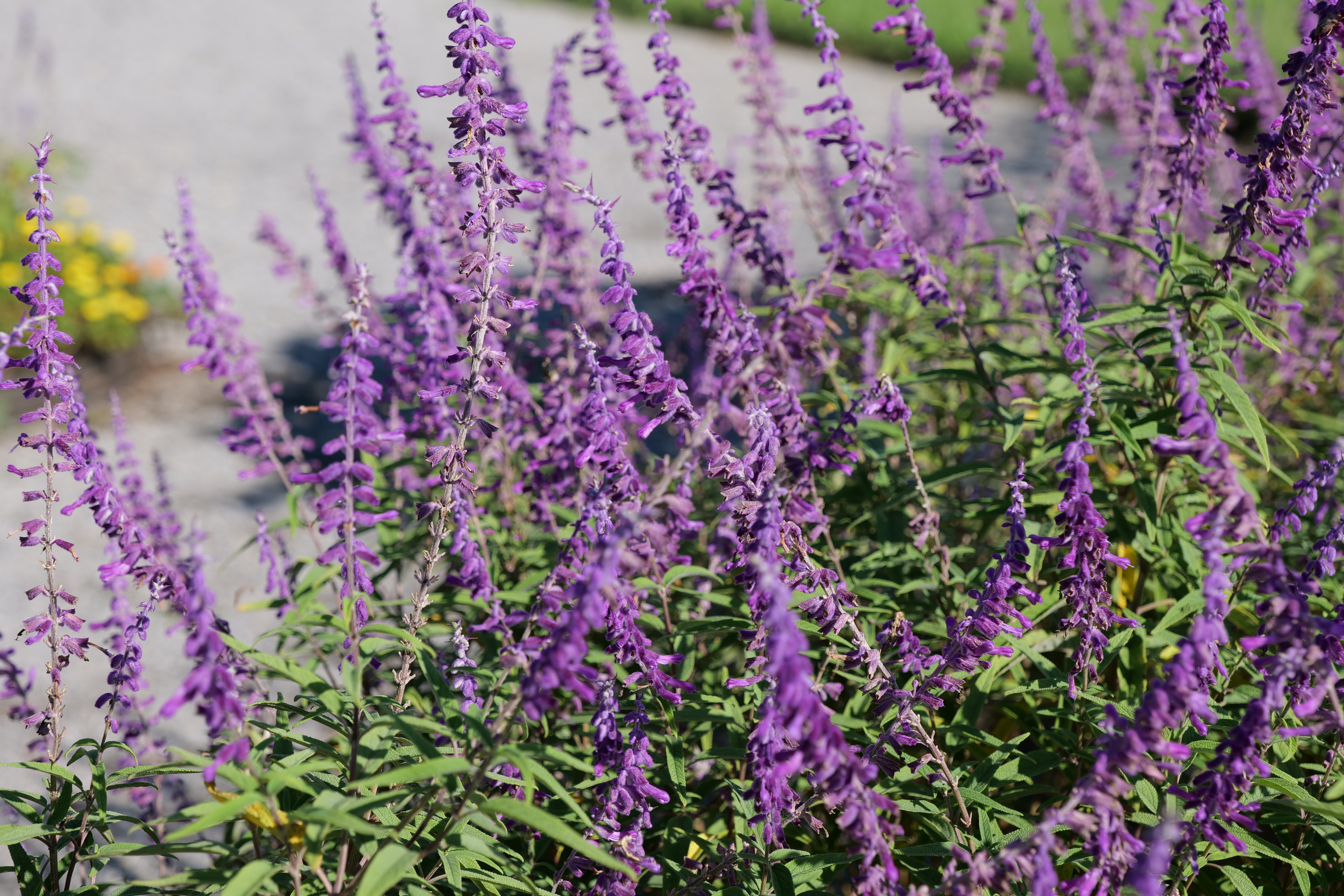 Savor the salvias before they're gone