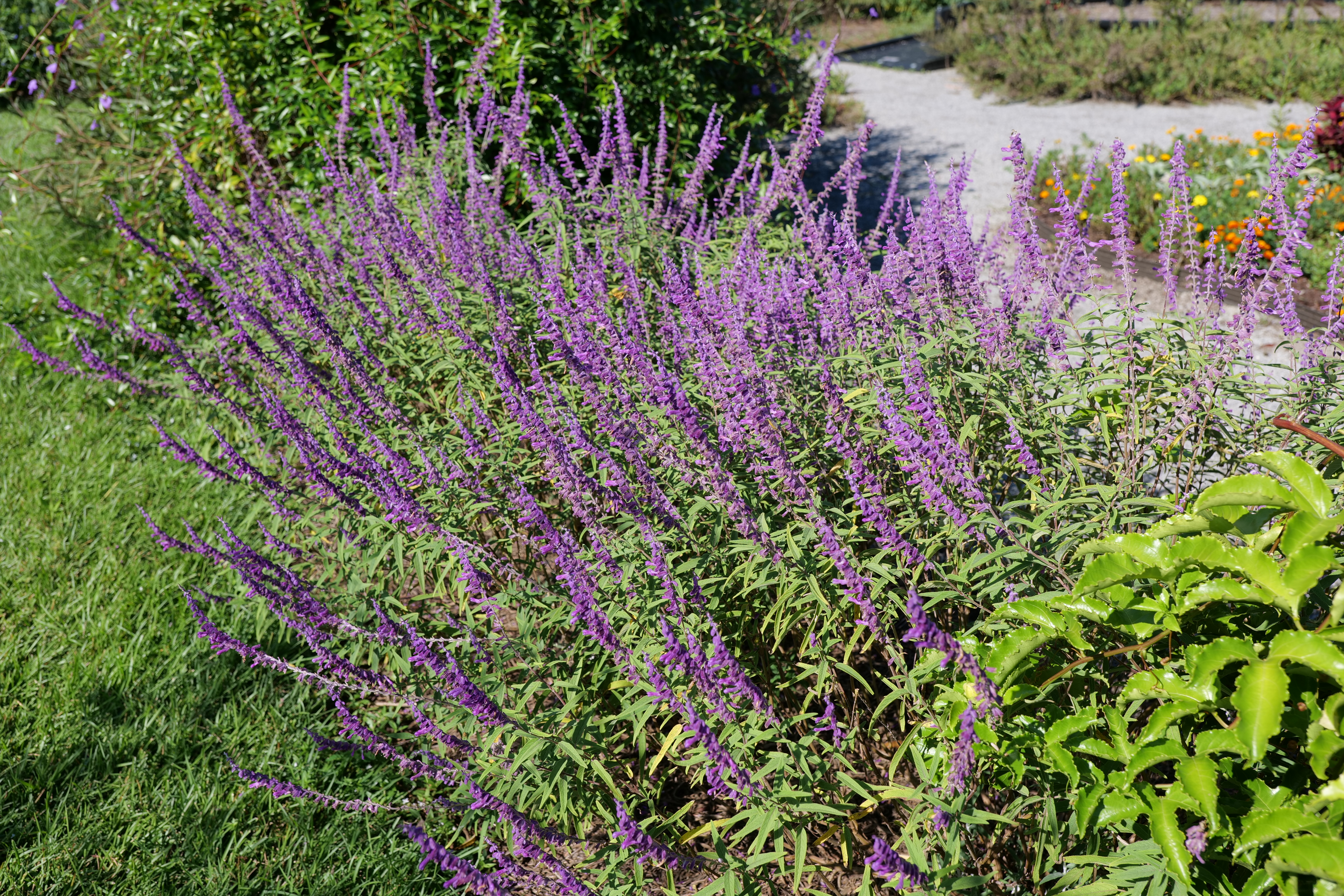 Plant with purple flowers