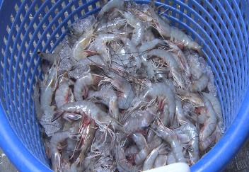 Louisiana shrimpers sell to online customers