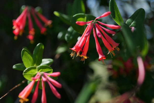 Get It Growing: Pollinators love native Coral honeysuckle