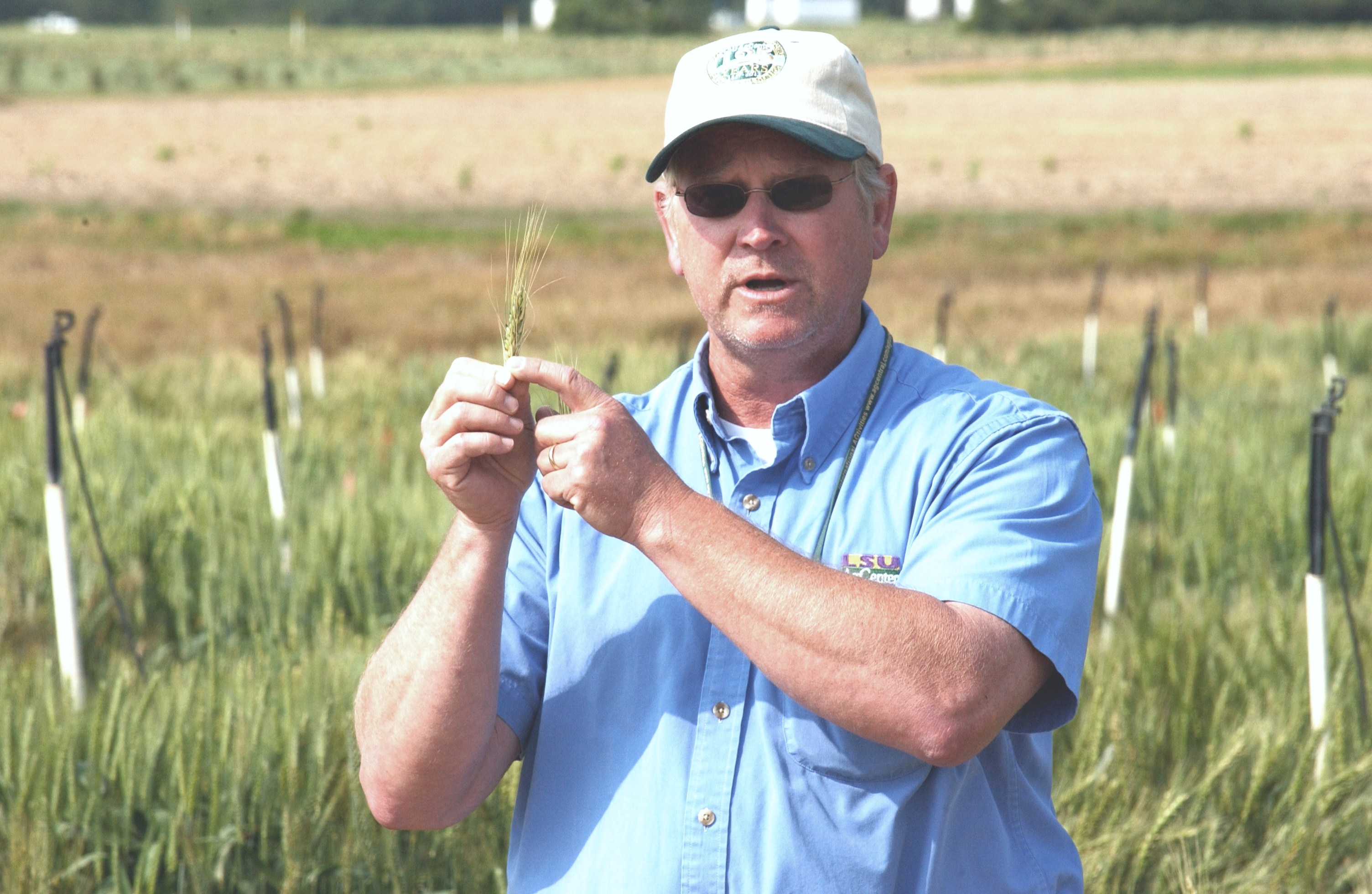 Wheat harvest looks good; research skewed by unusual weather