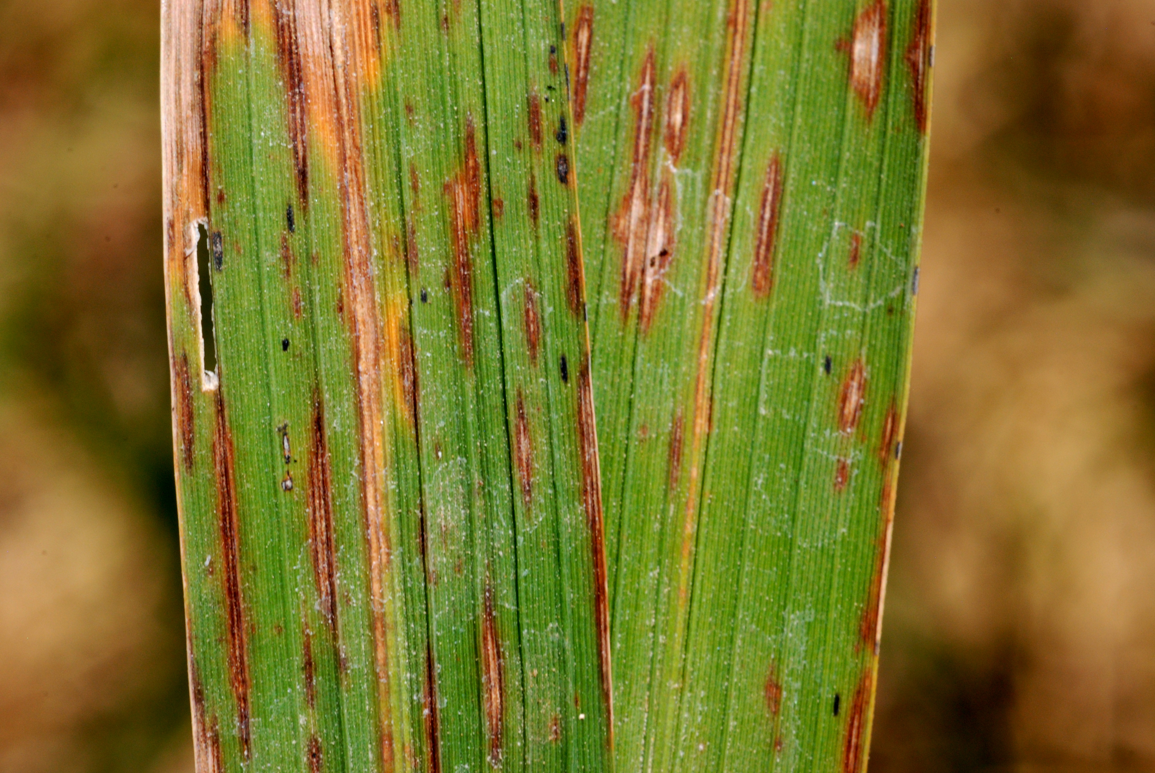 Severe Signs of Infection 2