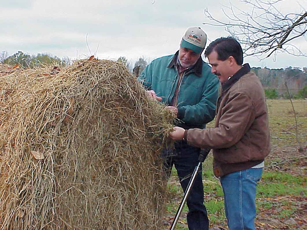 Russell Bermudagrass Hay Proves Valuable