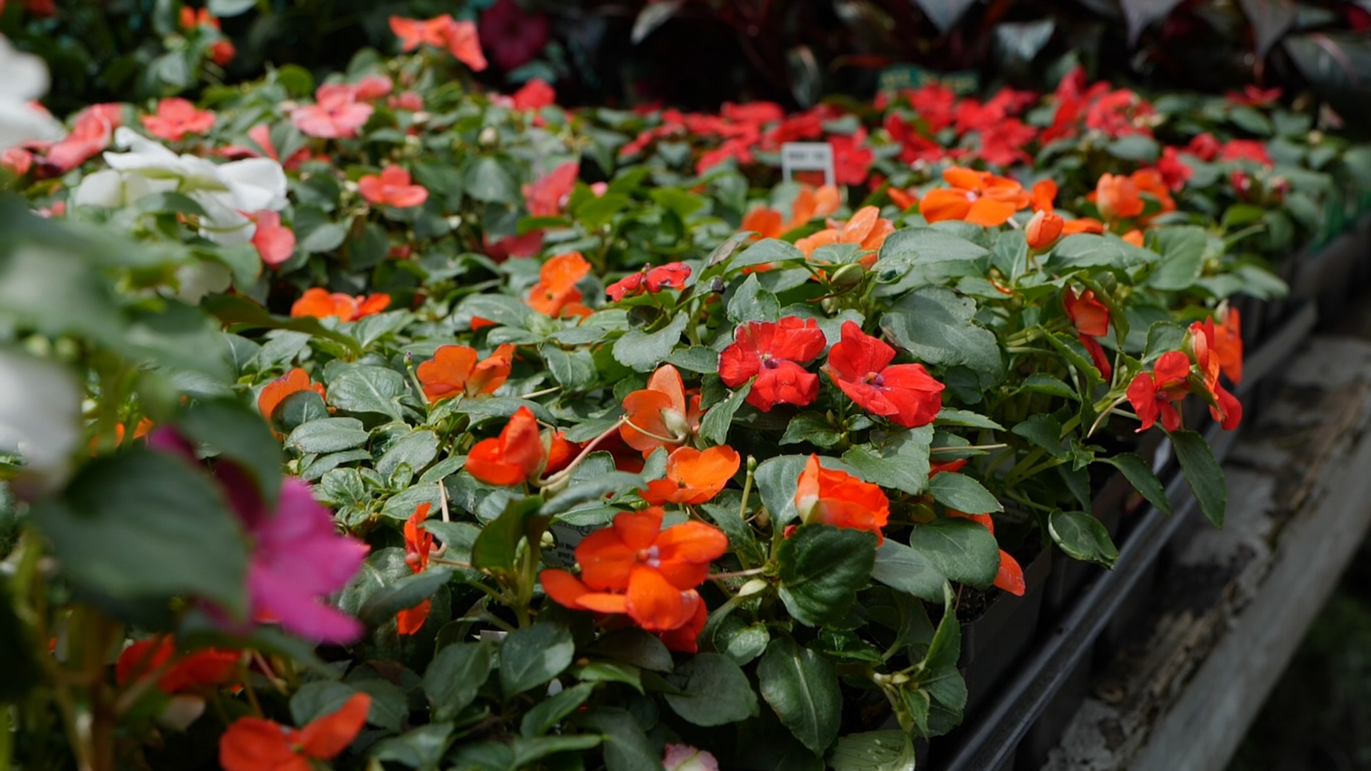 Get It Growing: Super Plant Beacon impatiens thrives in shad