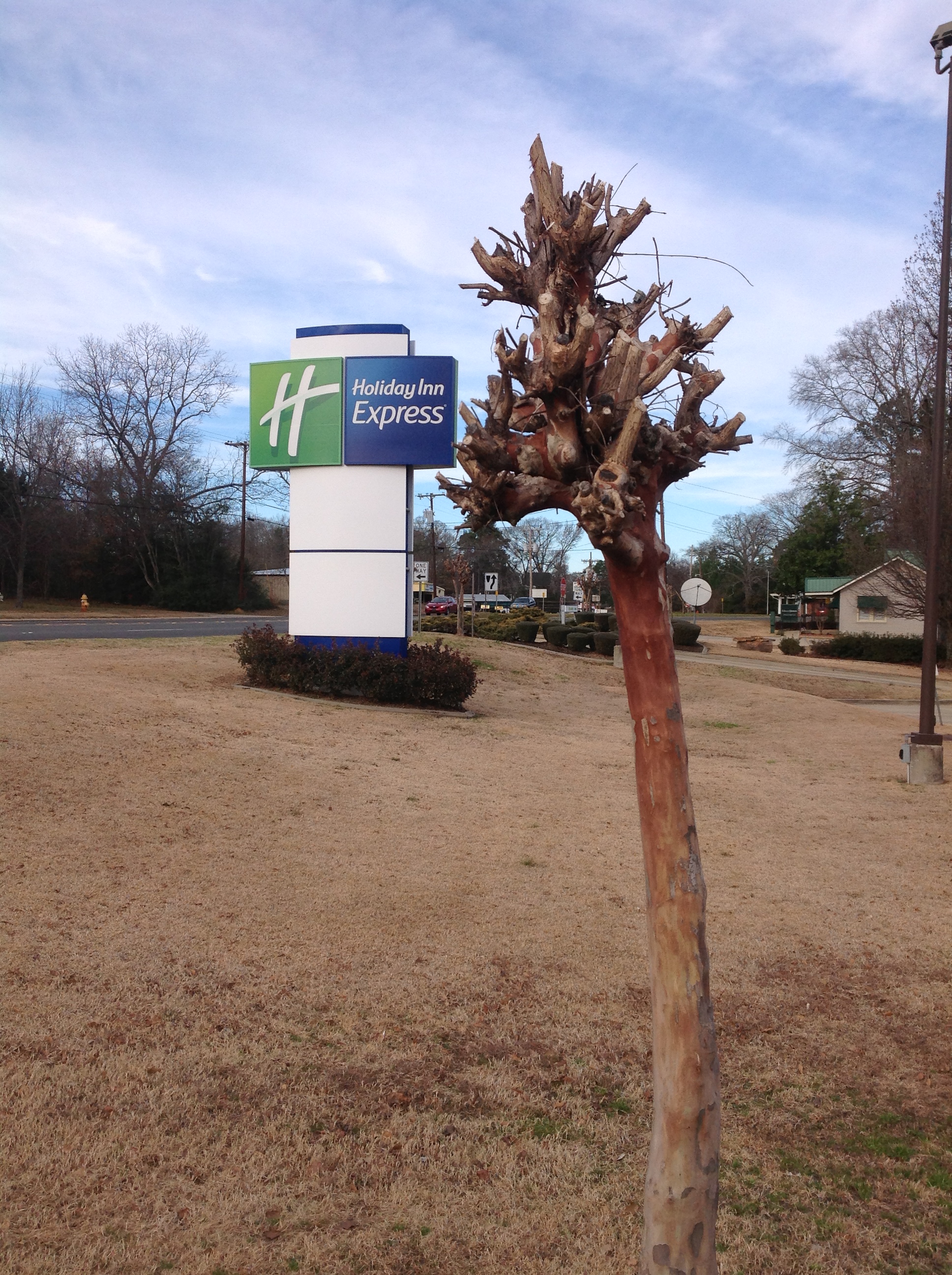 Don't 'murder' your crape myrtles