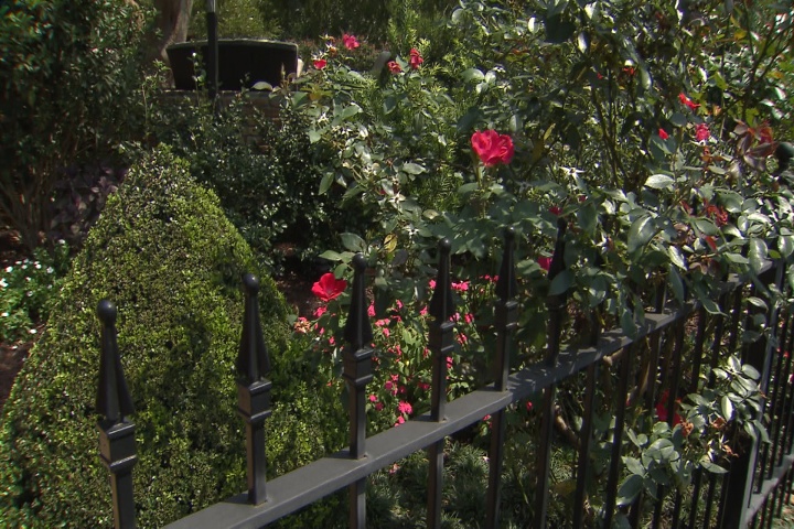 Enhance landscapes with privacy hedges