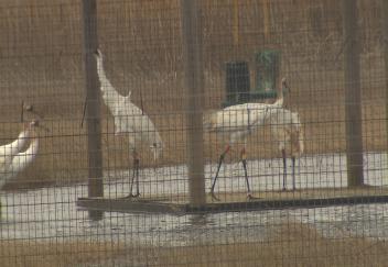 Whooping cranes in White Lake