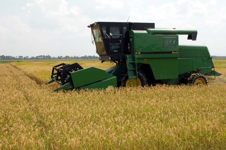 Examining Cropland Rental Arrangements for Rice Production in Louisiana