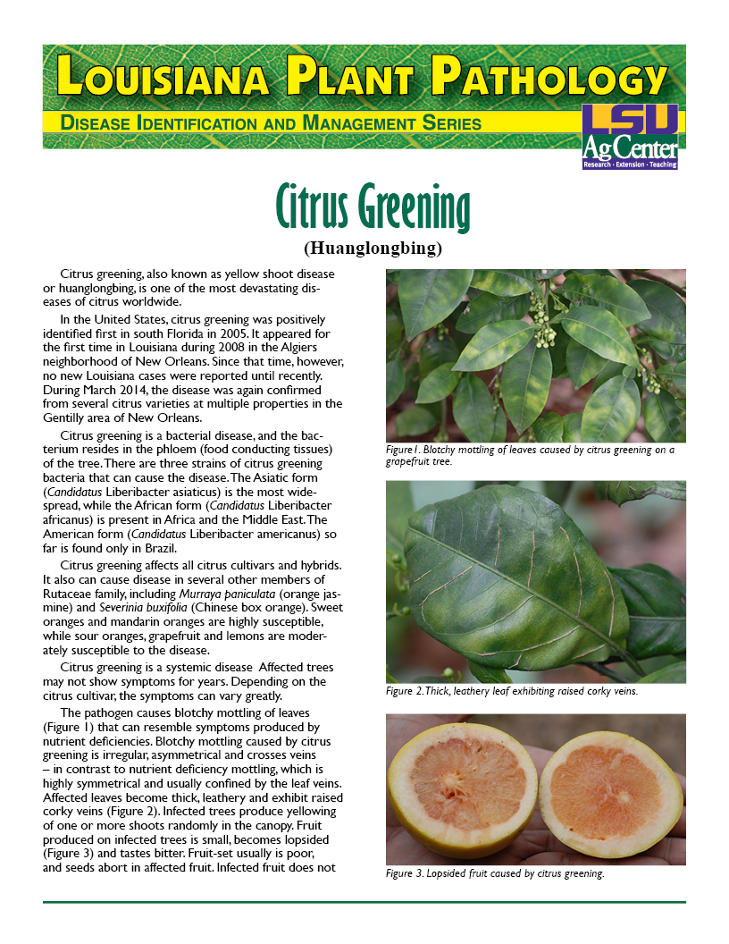 Louisiana Plant Pathology:  Citrus Greening