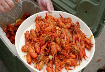 Crawfish production increasing as weather warms