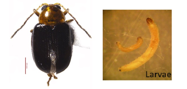 Figure10jpg