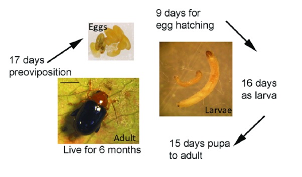 Figure11jpg