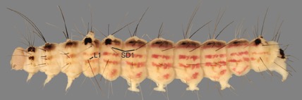 Figure15b.jpg thumbnail