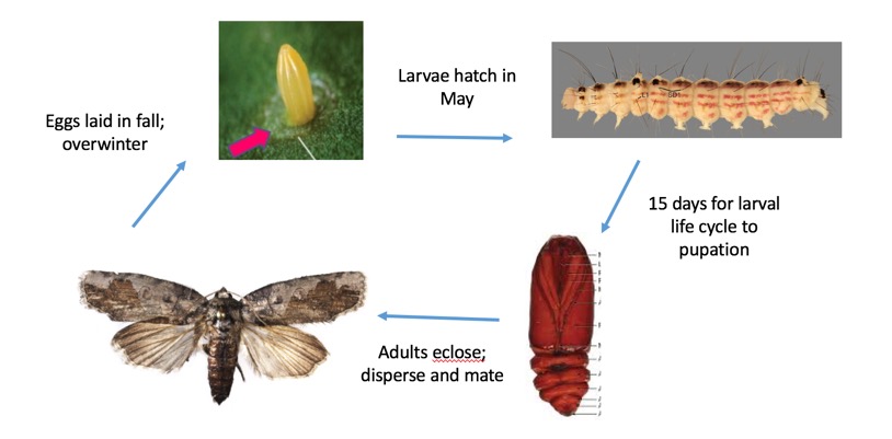 Figure16jpg