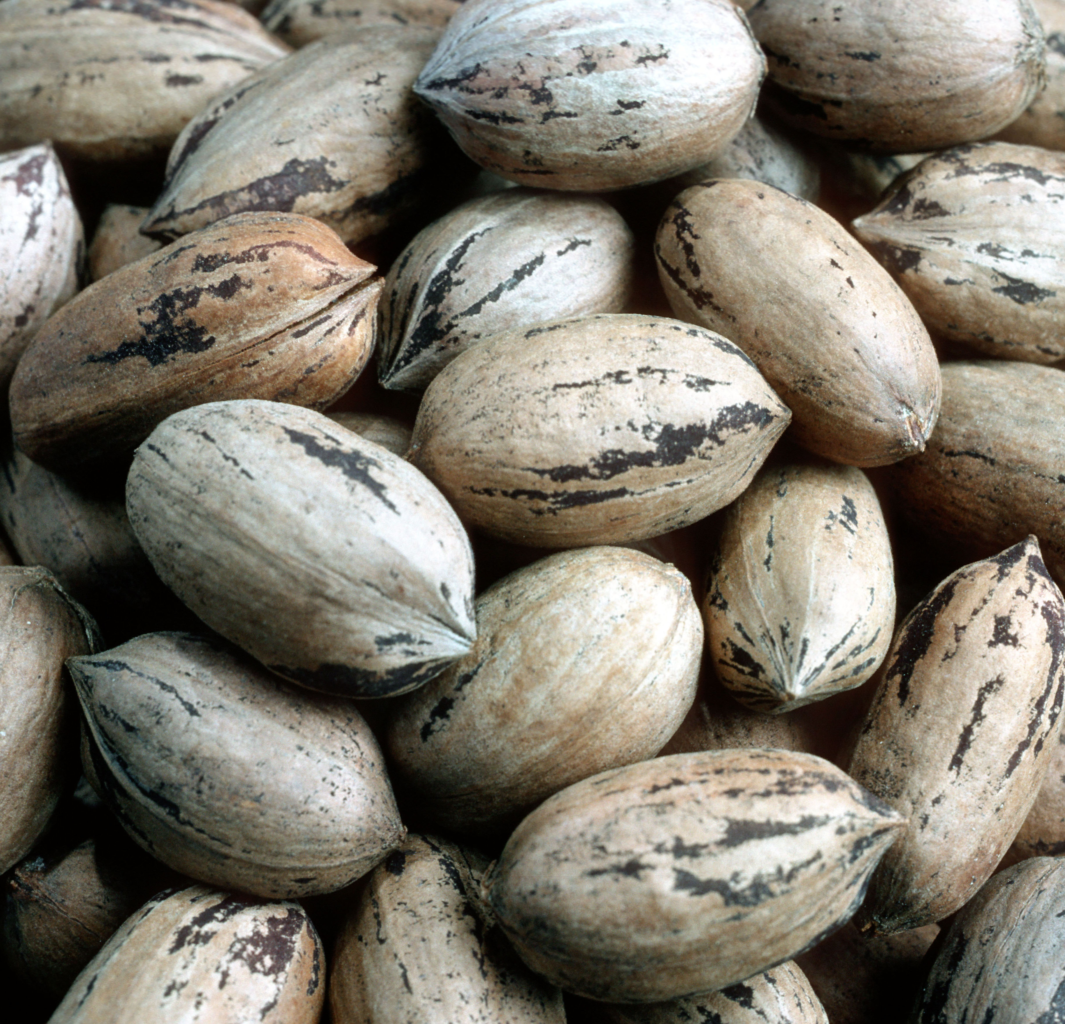 pecans in shell
