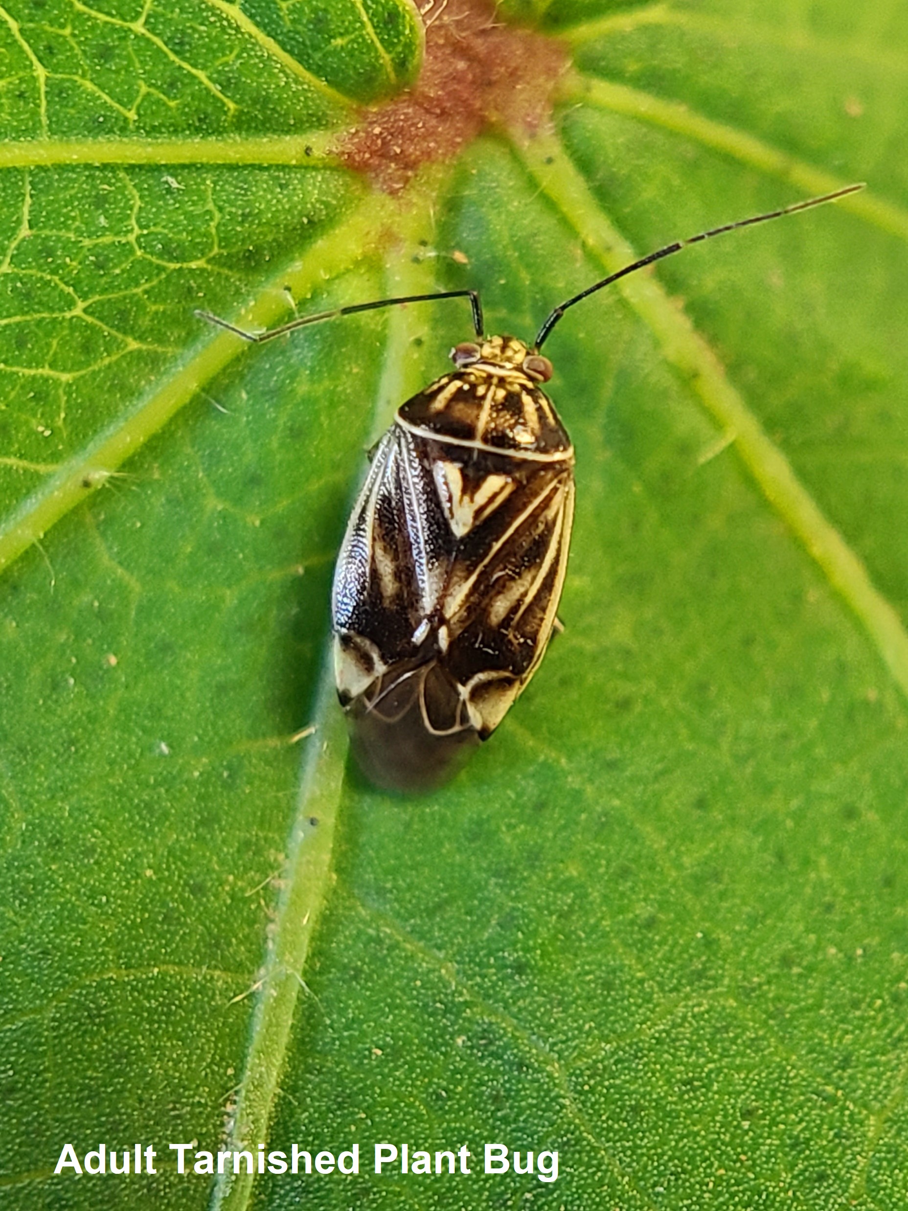 Scouting and Control for Tarnished Plant Bugs in Cotton