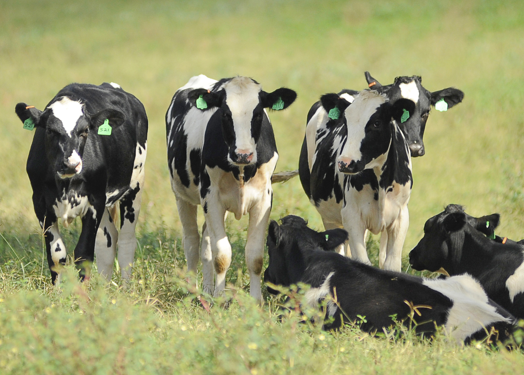 Louisiana, Mississippi experts to speak at dairy conference Jan. 12