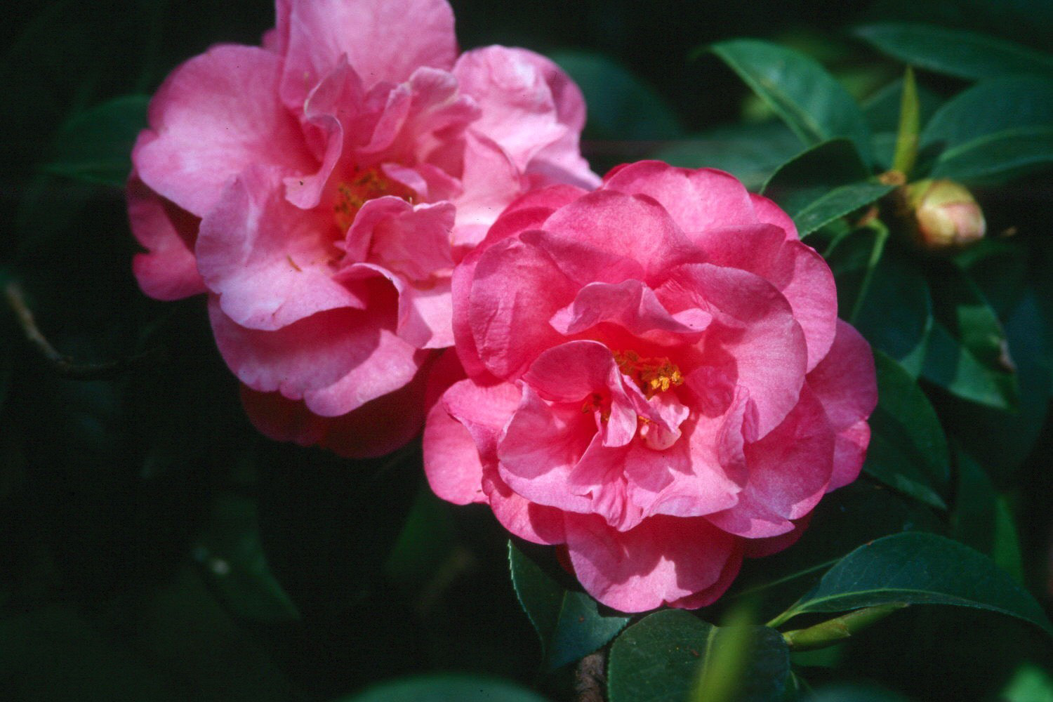 ShiShi Gashira Camellia -- Louisiana Super Plant Fall 2010