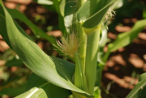 End-of-season corn checklist