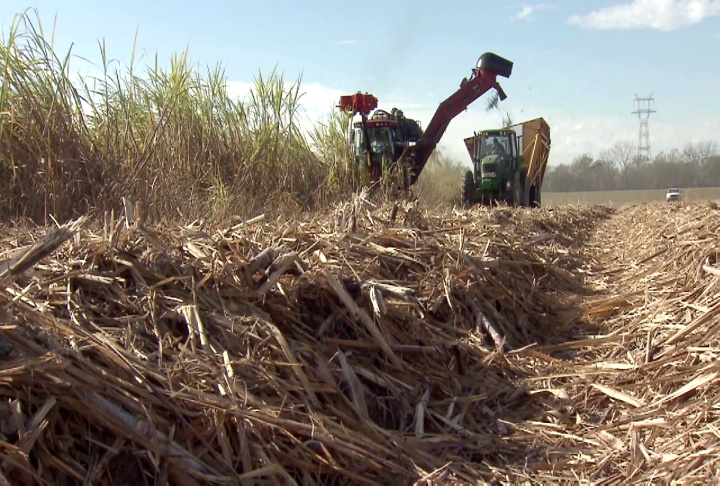 Sugarcane harvest could potentially be a record crop