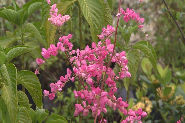 Antiginon – an easy vine to manage