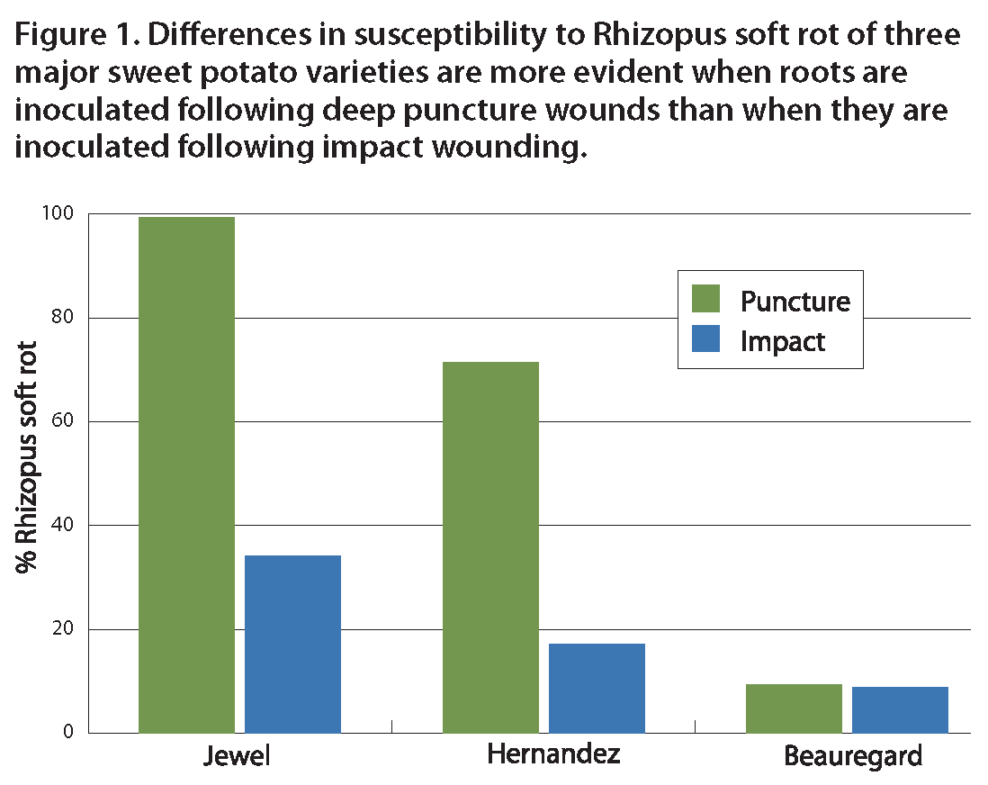 Managing Rhizopus Soft Rot on Sweet Potatoes