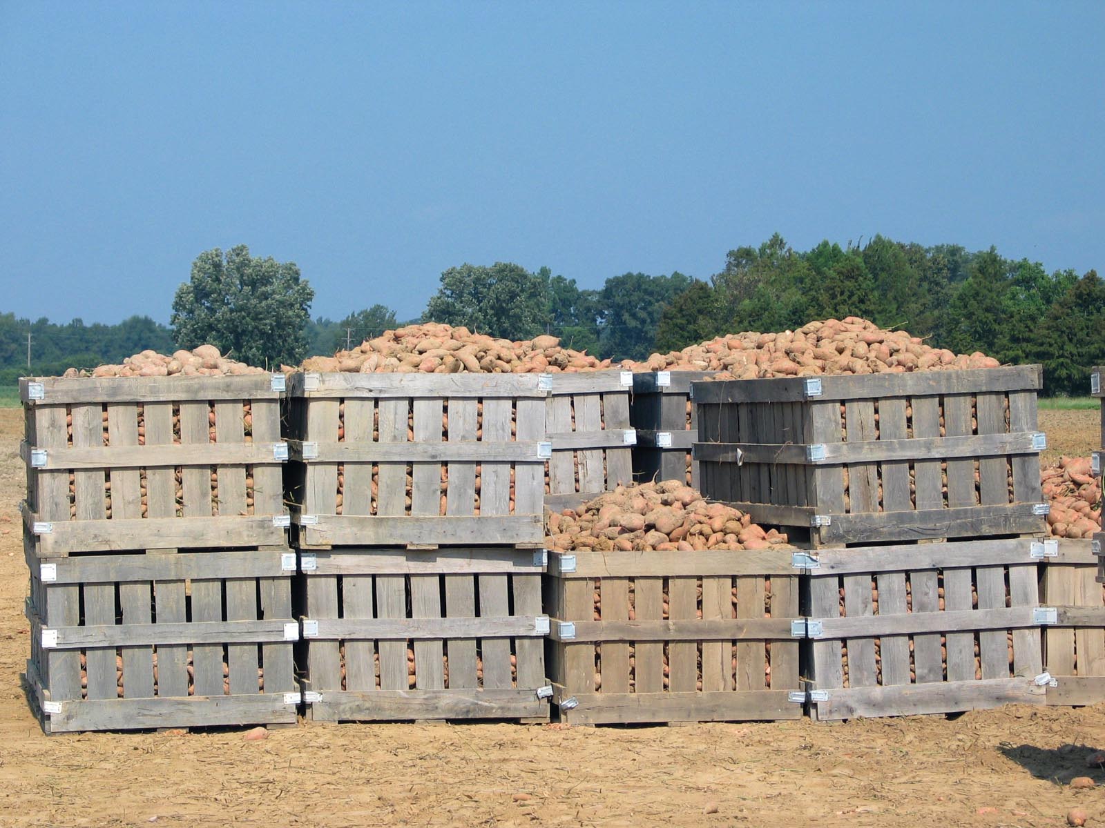 photo of sweet potato