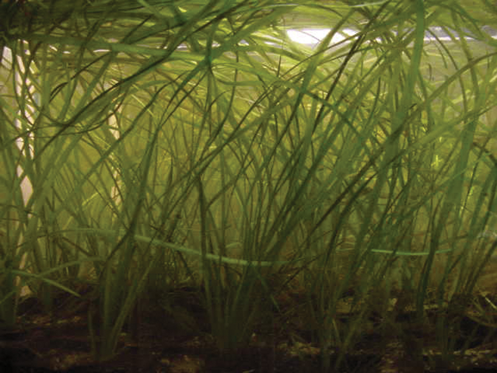 Water Resources Extension Programs