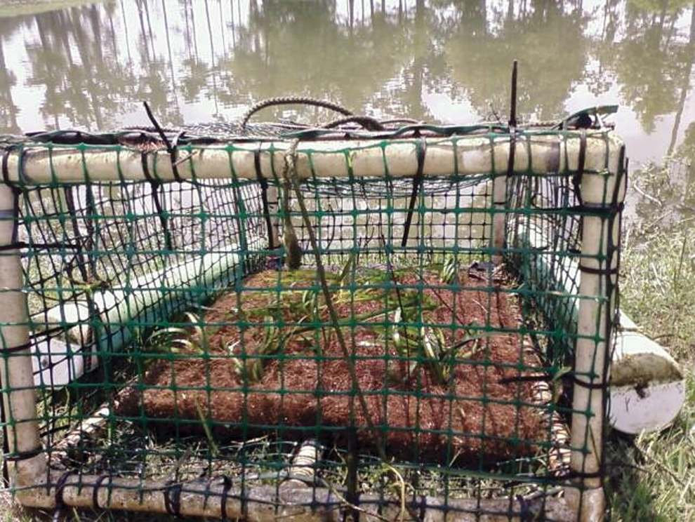 SAV Cage 4 At Hammond Research Station