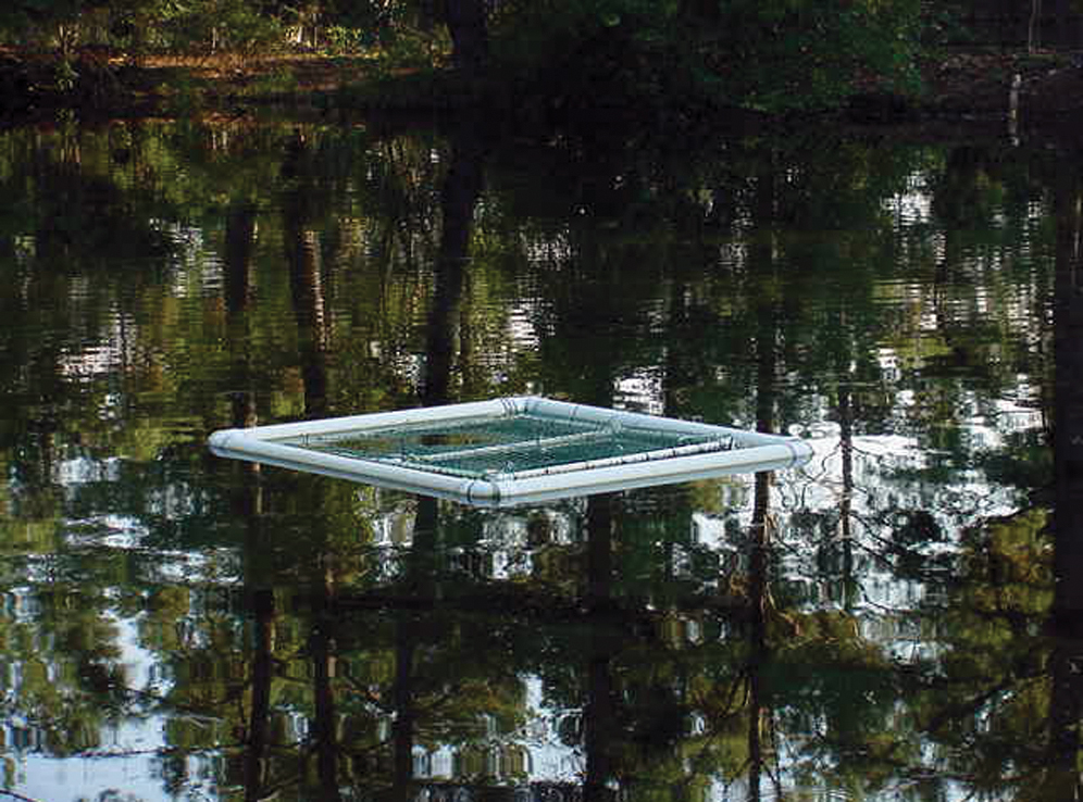 SAV on pond floating raft